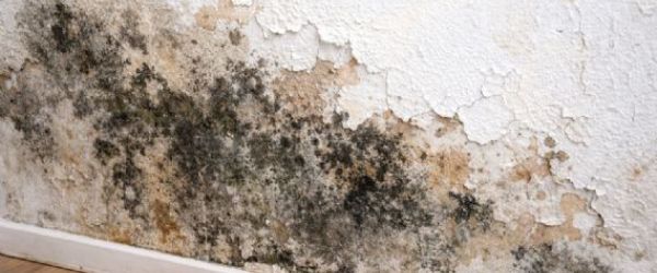 壁癌拖越久越麻煩！室內設計與裝修前必做的牆面修復指南